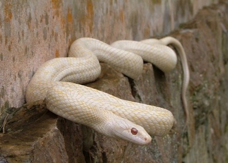 岩国のシロヘビ